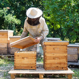 VINGLI Comprehensive Beekeeping Starter Kit - 10-Frame Hive with Wax-Enriched Frames and Ready-Made Beeswax Foundations, Triple Layer Construction for Enhanced Apiary Management