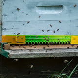 10 Pack BeeHiveGuard Plastic Mouse Guards - Beehive Entrance Reducer for 8 Frame Hives - Beekeeping Hive Entrance Protector